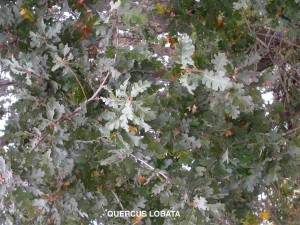 Quercus lobata - foliage